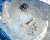 石垣島の釣りGOODLOOP
